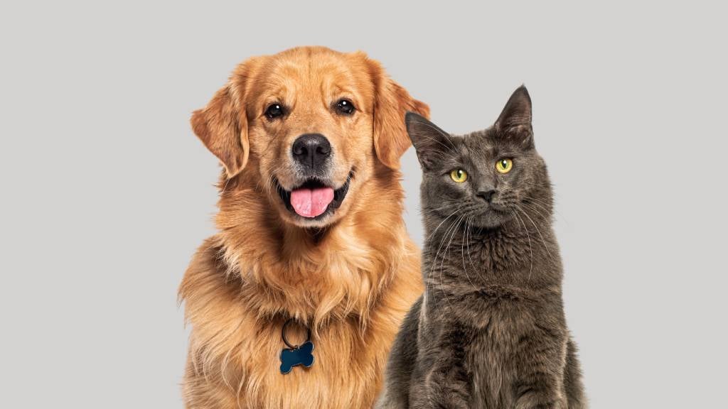 Happy Golden retriever dog and curious Maine Coon cat sit side by side
