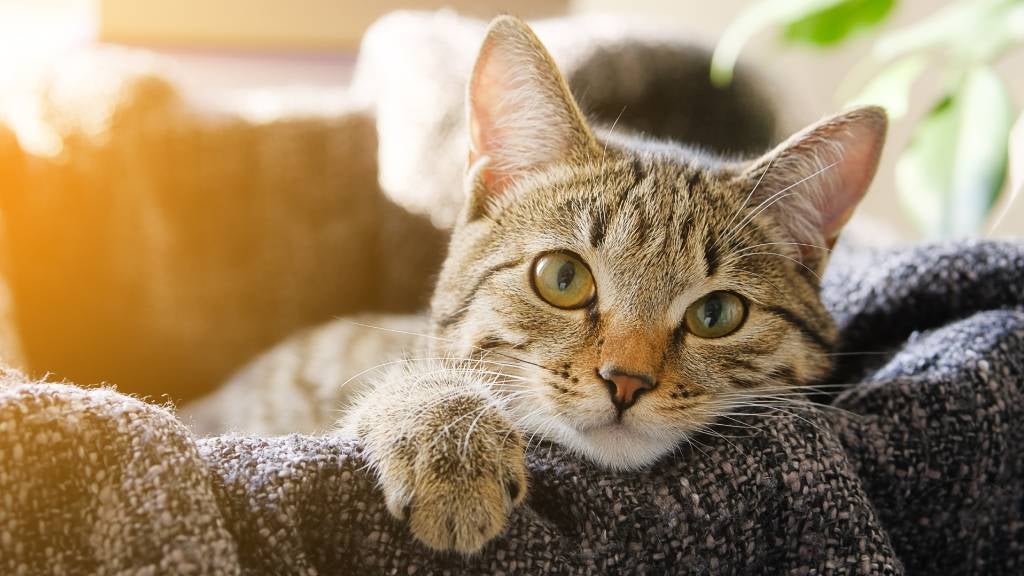 A sleepy cat rests in a basket