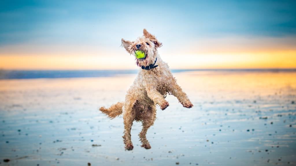 A happy dog catches a tennis ball at the beach
