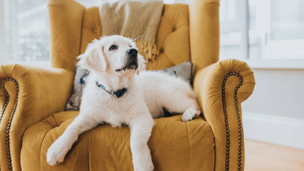 A fluffy dog sits on an armchair