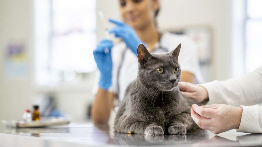 Grey cat receiving vaccination from vet