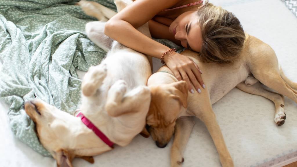 A woman sleeps next to two relaxed Golden Retrievers