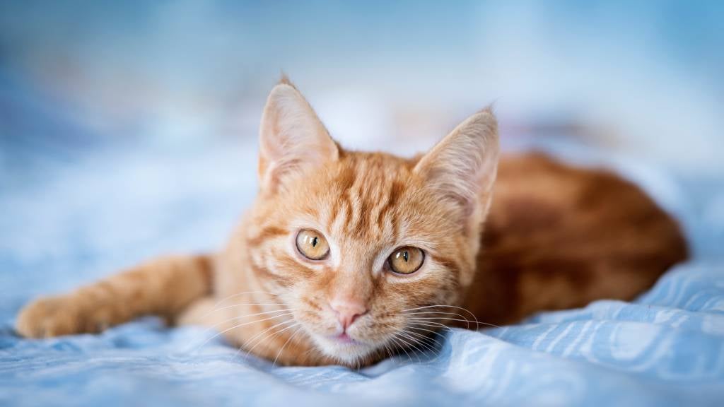 Orange tabby cat rests on a bed