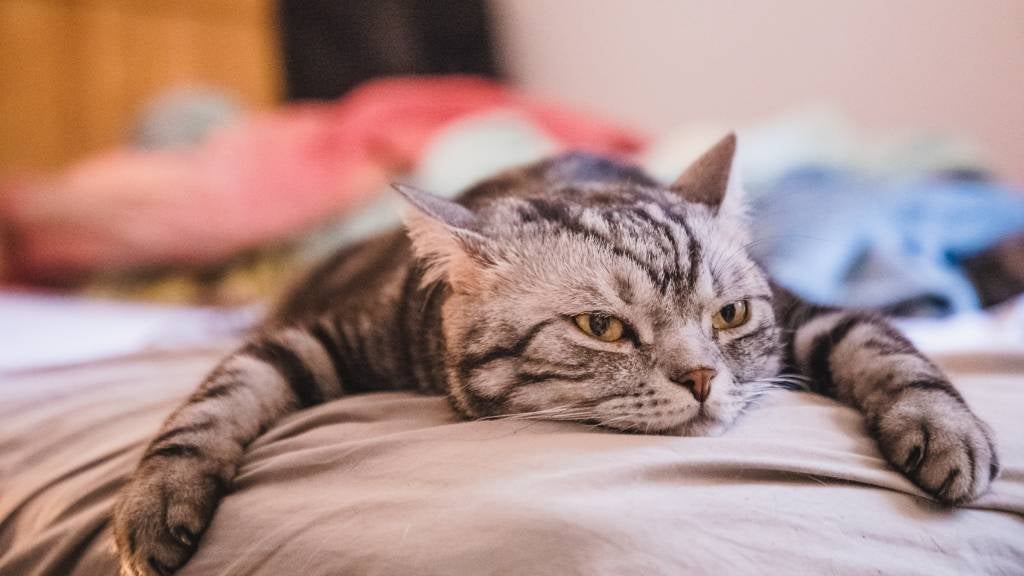 Bored looking tabby cat with flattened ears lays flat on a bed with paws spread wide