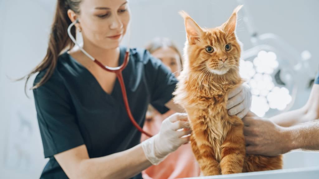 Orange Maine Coon cat gets examined by a vet