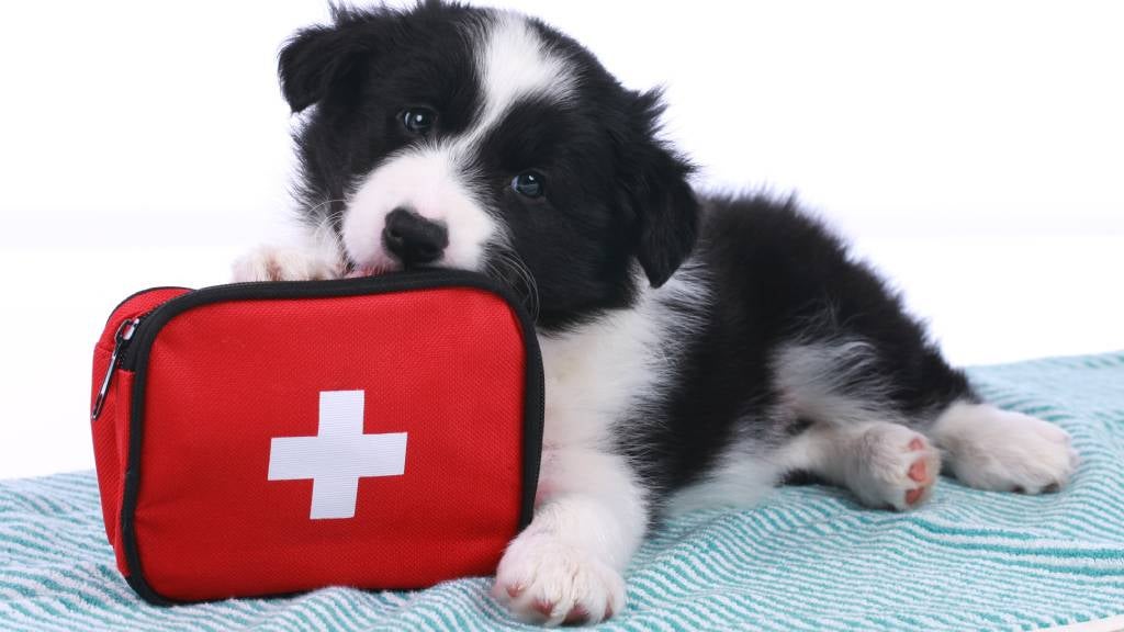 A Border Collie puppy sits on a blanket next to a first aid kit