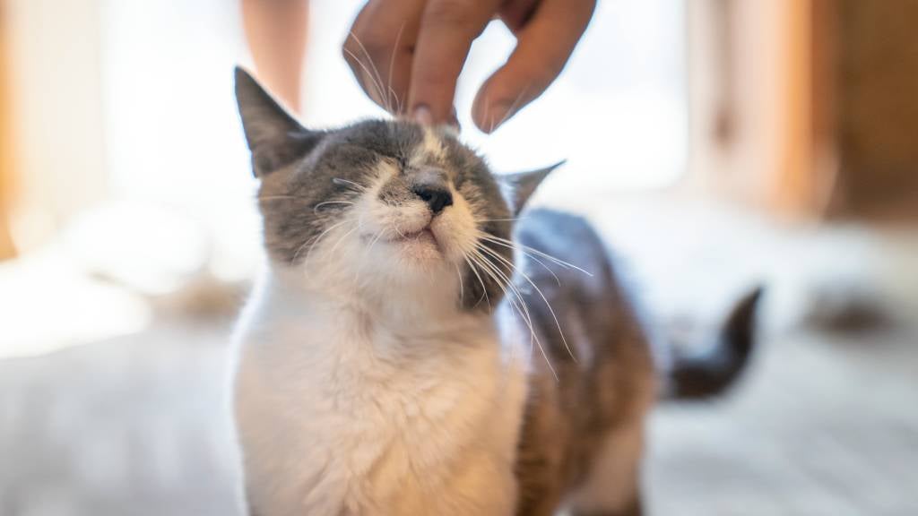 A grey and white cat enjoys head scratches from her pet-parent