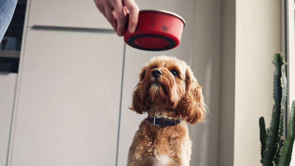 A dog waits patiently for his pet-parent to put down his food bowl