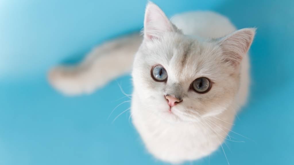A cute white cat with blue eyes sits patiently and looks up for treats