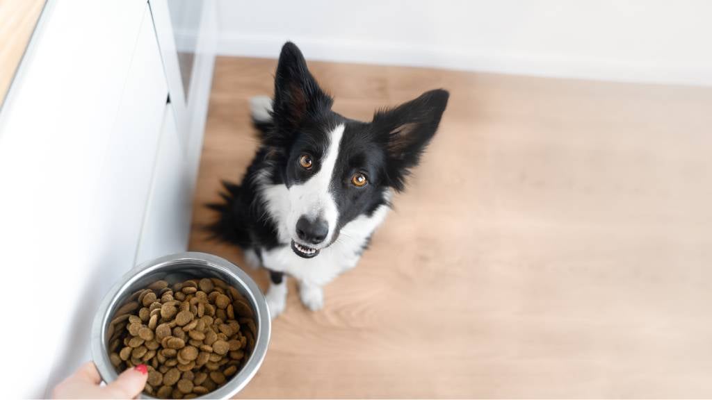 A Border Collie looks up at his pet-parent holding a bowl of dry dog food