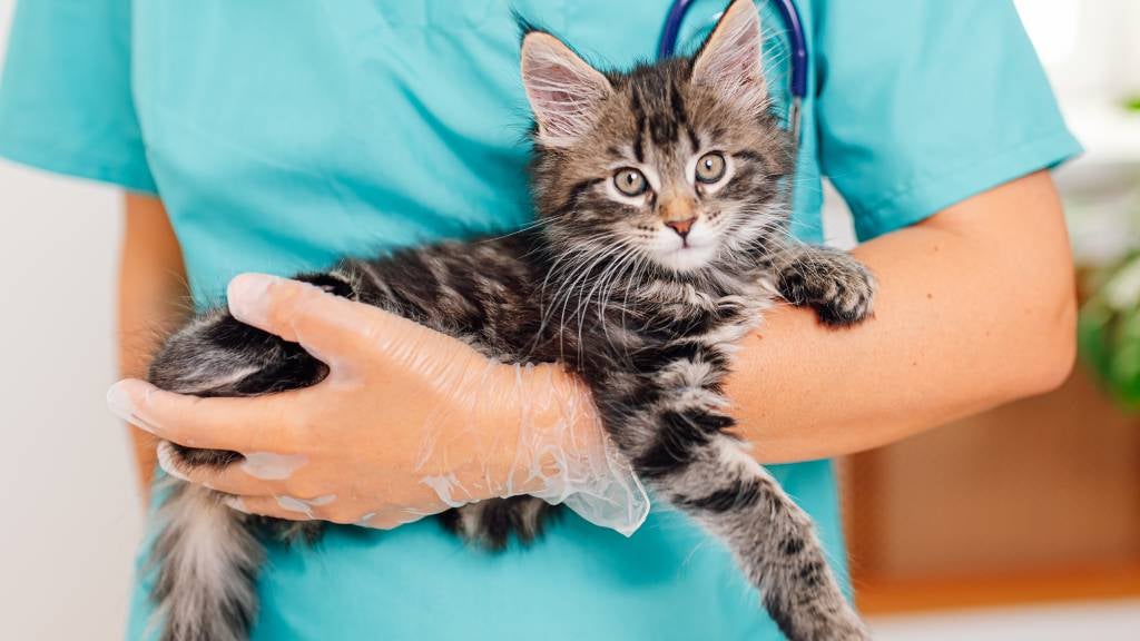 A fluffy cat is held by a vet who is checking for hyperthyroidism