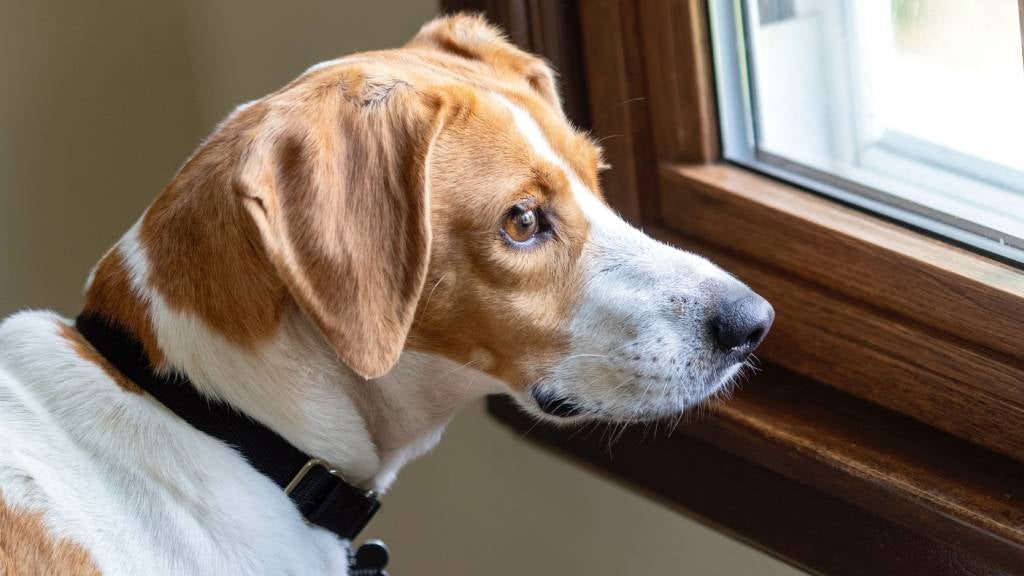 A brown and white dog with floppy ears sits near a window and looks out anxiously