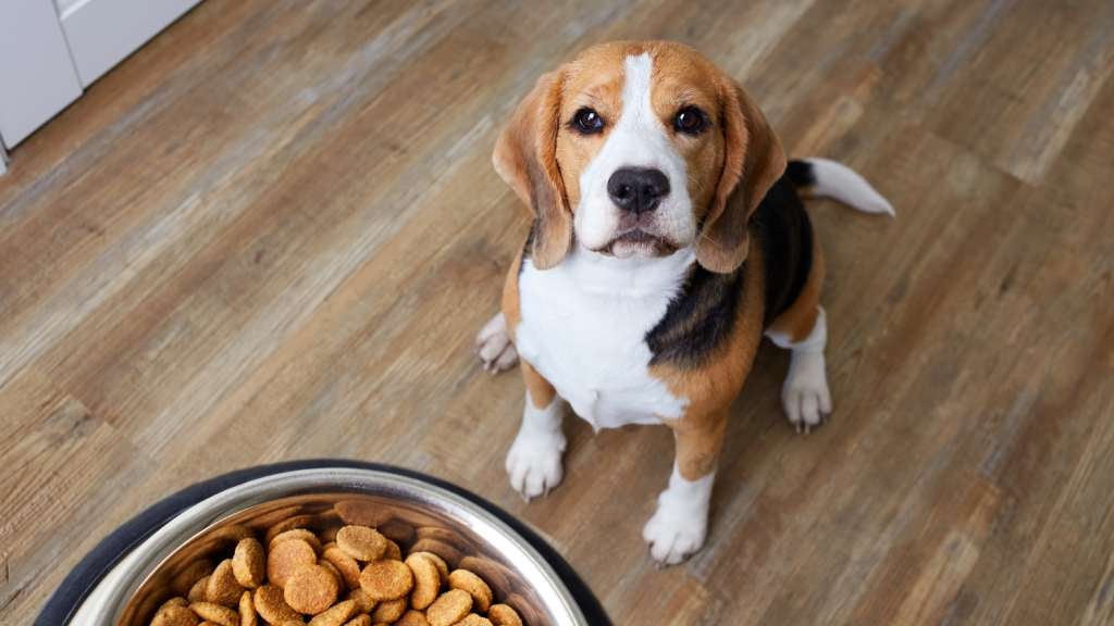 how long should your dog eat puppy food