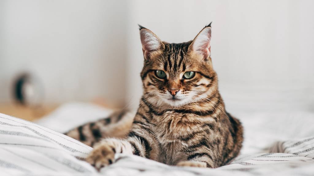 A tabby cat sits on a bed