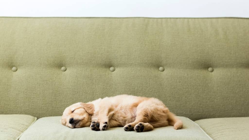 A small Golden Retriever rests on a sofa