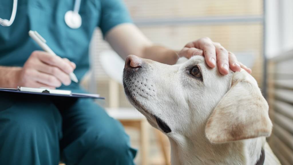 A Labrador sits quietly next to a vet who takes notes on his clipboard