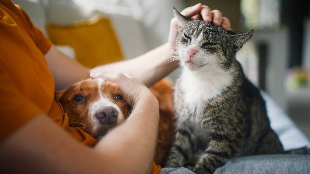 Man sits on a sofa and gently pets his cat and dog to comfort them