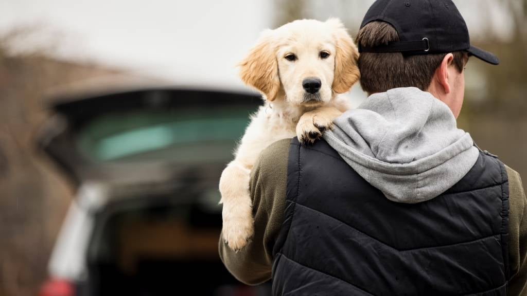 A pet-dad carries a Labrador puppy to the car