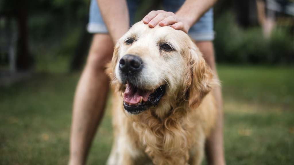 Older Golden Retriever gets head rubs from their human