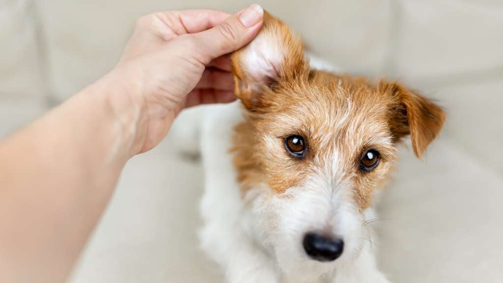 Owner looking at Jack Russell Terrior's ears for lumps and bumps