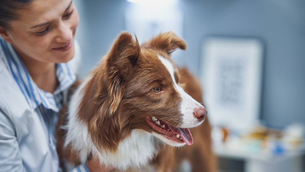 A smiling vet examines a brown Border Collie