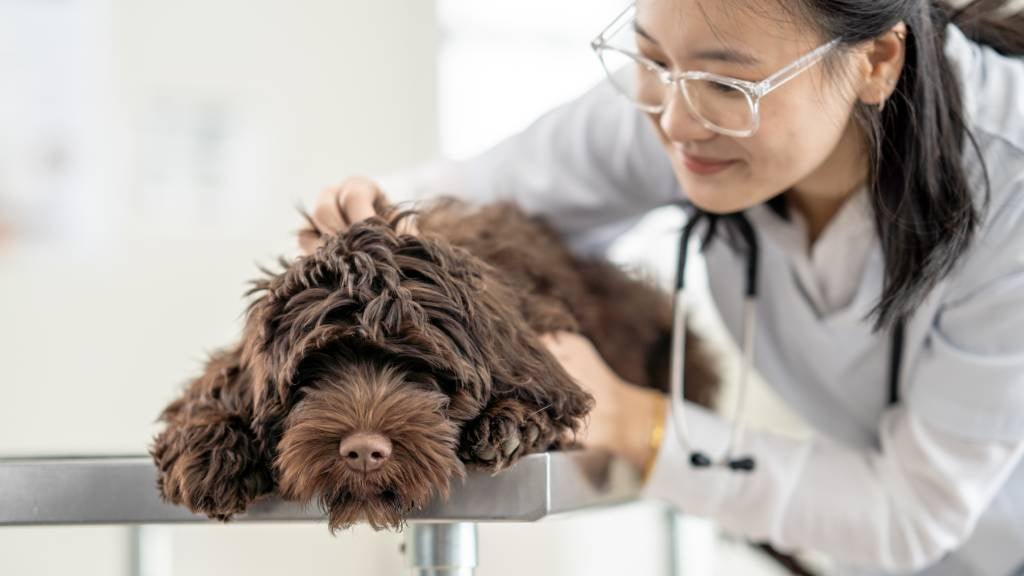 Veterinarian inspects dog for hot spots