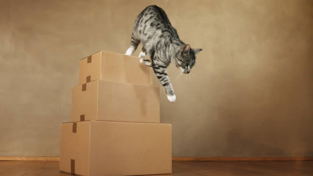 Tabby cat gets ready to jump off a stack of boxes.
