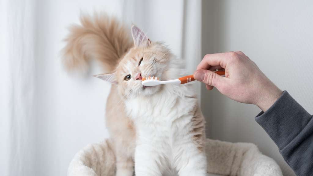 Orange and white cat having its teeth brushed
