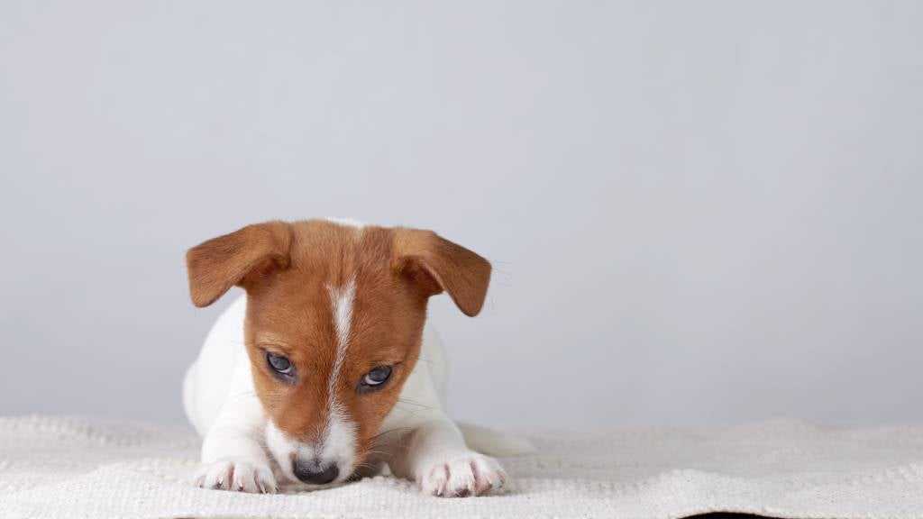 Jack Russel terrier puppy with big eyes and floppy ears lays on a rug