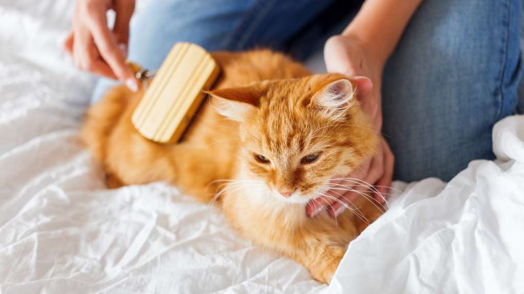Woman brushes her ginger cat’s fur