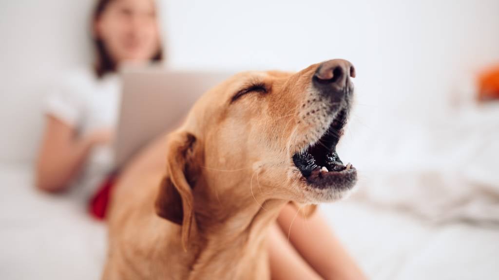 A Golden Retriever sits on a bed and barks and his pet-parent sits behind him with a laptop