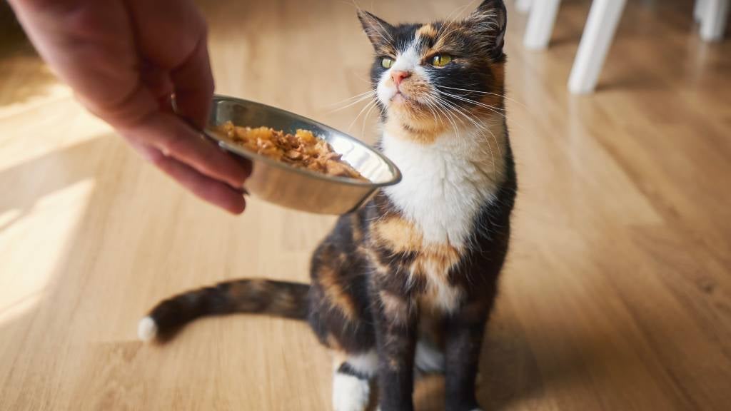 A Tortoise cat looks at the bowl of wet cat food their human is holding in front of them