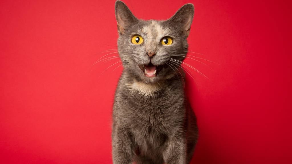 A shorthair cat meows with mouth open