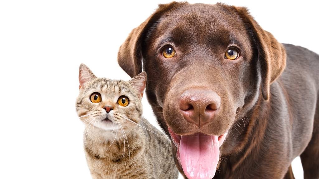 A curious Tabby cat and funny chocolate Labrador stare intently at the camera