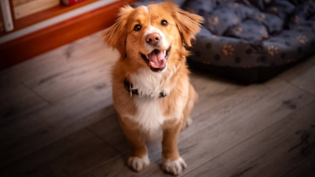 Cheerful dog sits next to his bed and with a smile on his face