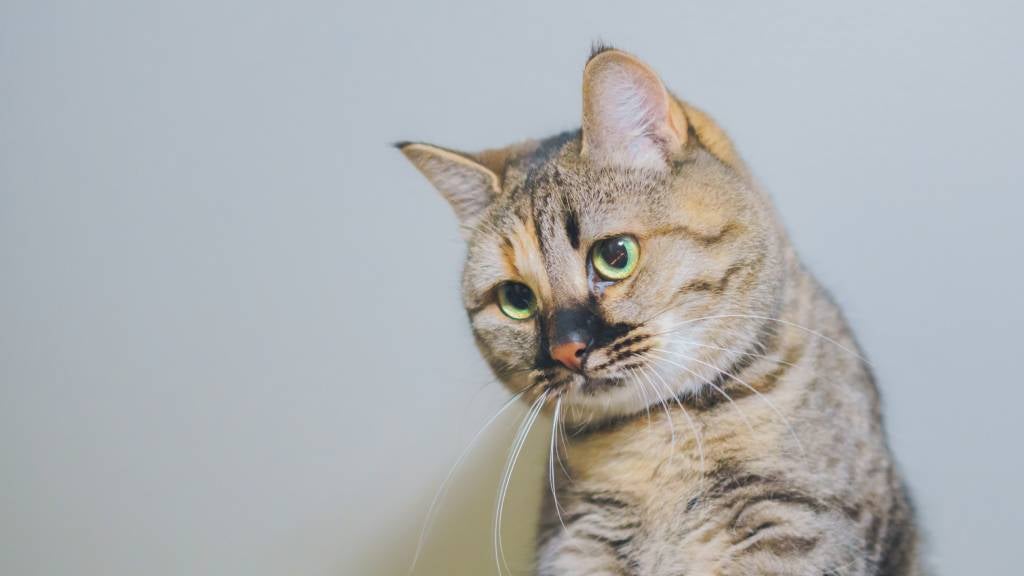 A cute cat with a concerned expression on her face