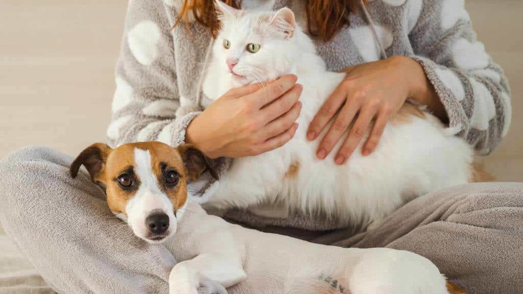 A woman sits cross-legged and comforts her cat while her dog leans against her