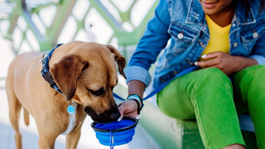 Brown dog with floppy ears drinks from a bowl held by a woman outdoors