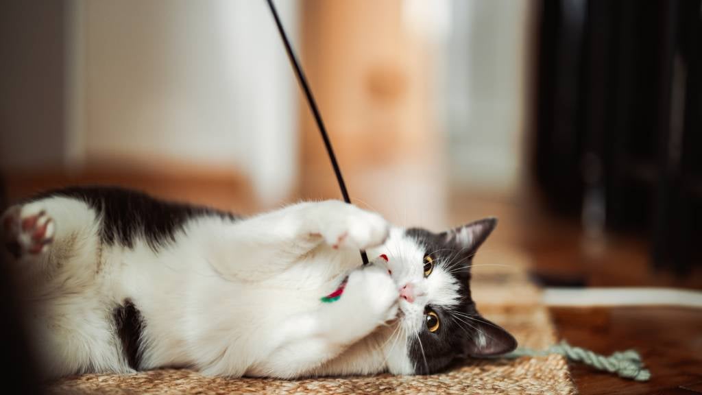 A happy black and white cat lies on its side, playing with a wand toy