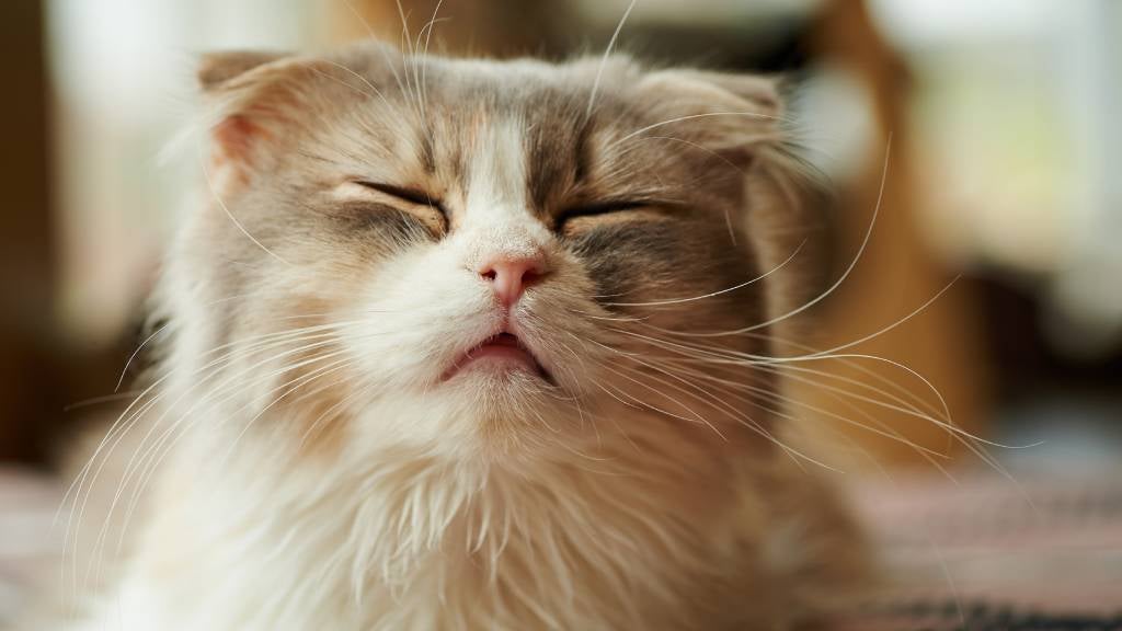 a fluffy cat sits with eyes closed just before sneezing