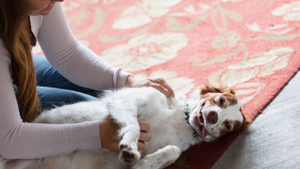 A woman rubs her happy dog’s belly