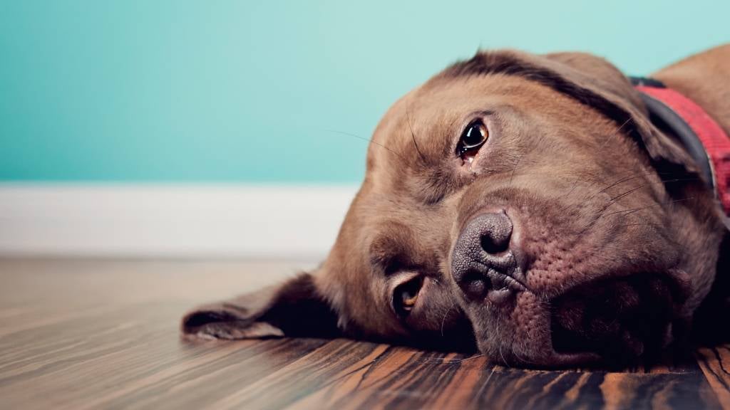 A brown Labrador rests her head on a hardwood floor