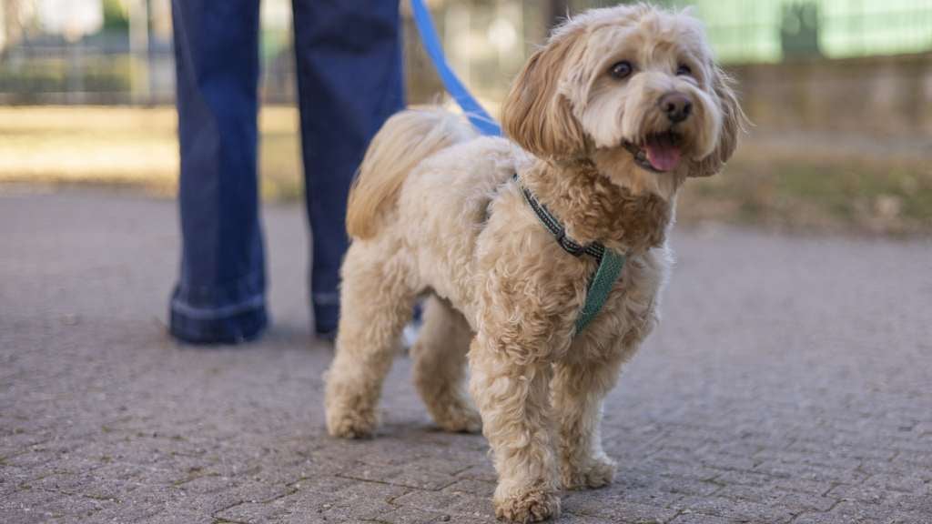 Maltipoo Dog walking on lead in the park with his owner