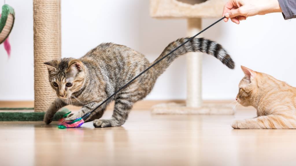 Tabby cat plays with a wand toy while a relaxed ginger cat watches