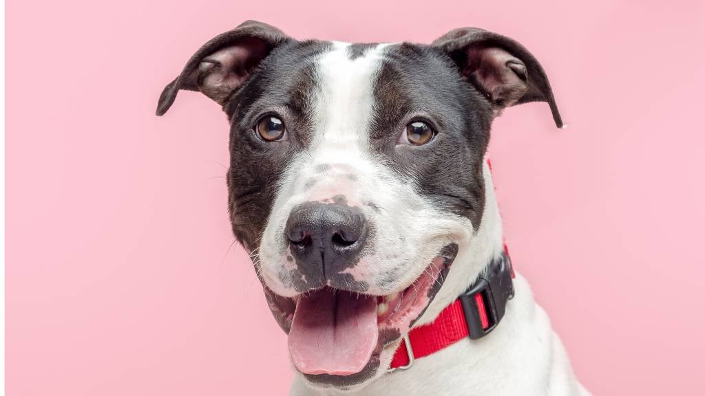 A happy and comfortable dog smiles at the camera