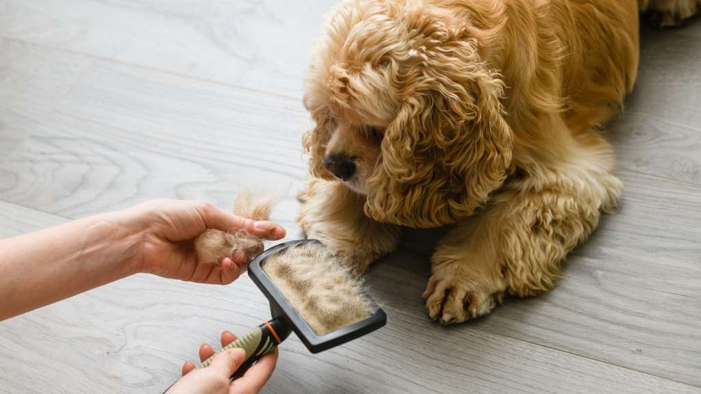 Woman brushes her American Cocker Spaniel to remove shedding