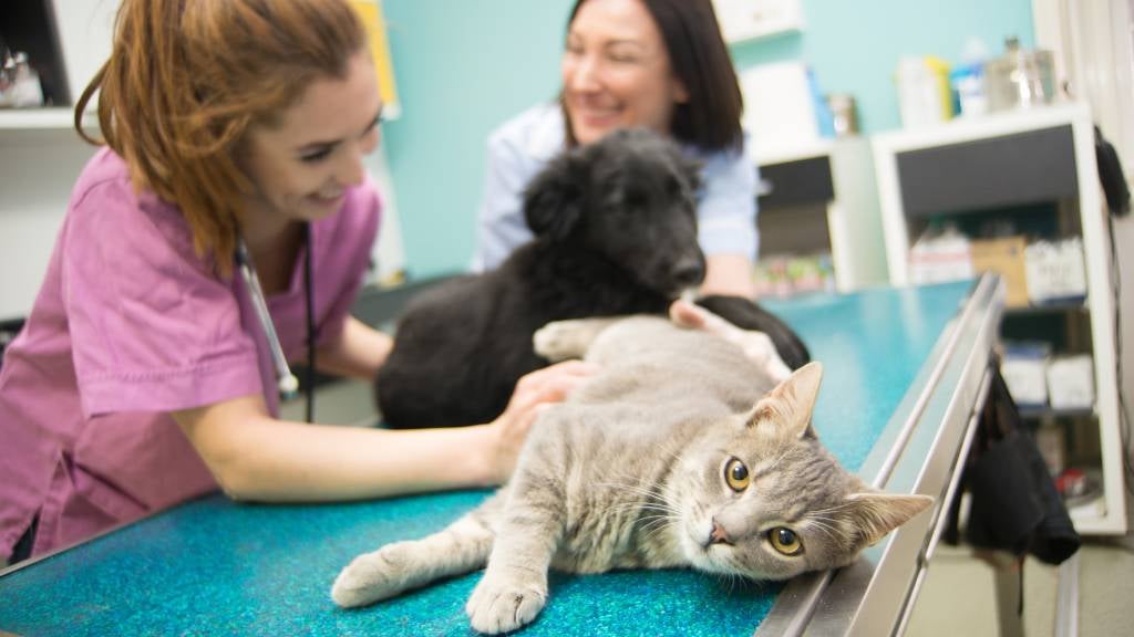 Relaxed looking cat and dog lay on a exam table while a vet checks them next to their pet-parent