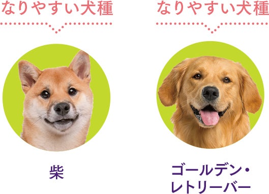 犬の外耳炎サイン エランコジャパン株式会社 ペットオーナー様向け