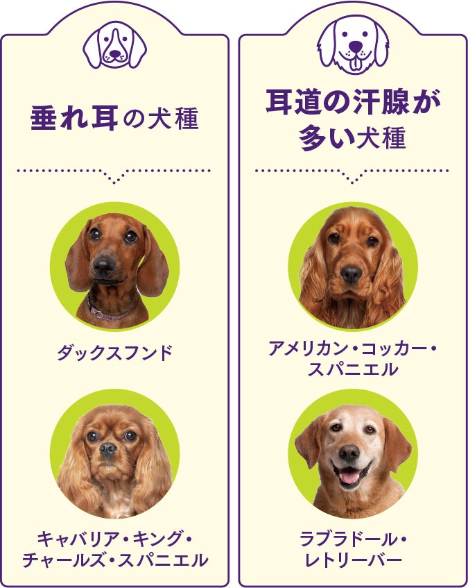 犬の外耳炎サイン エランコジャパン株式会社 ペットオーナー様向け