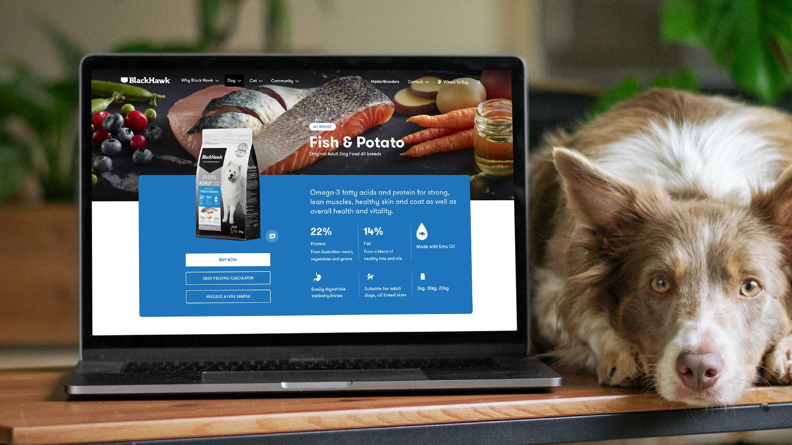 Black Hawk Pet Care | A laptop sitting on a desk with a dog lying next to it. The laptop has the Black Hawk website on the screen | Devotion